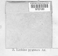 Lichina pygmaea image